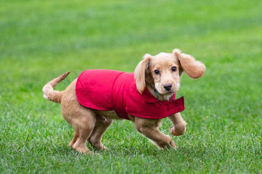 More Than Just a Walk: Unlocking Your Dog's Happiness with Canine Enrichment