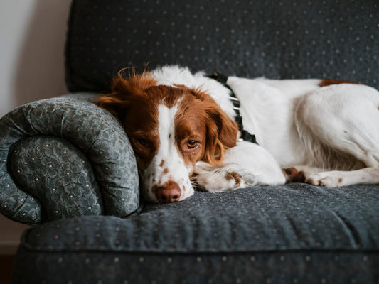The 'Return to Office' Blues: A Kind Guide to Easing Your Pet's Separation Anxiety