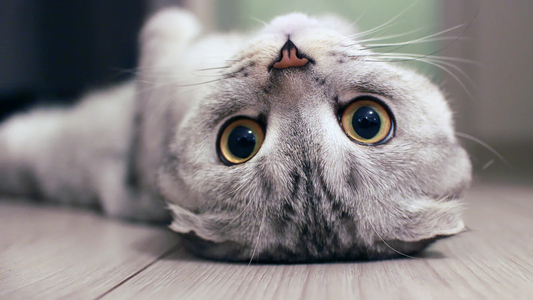 Decoding Your Feline Friend: A Guide to Cat Body Language