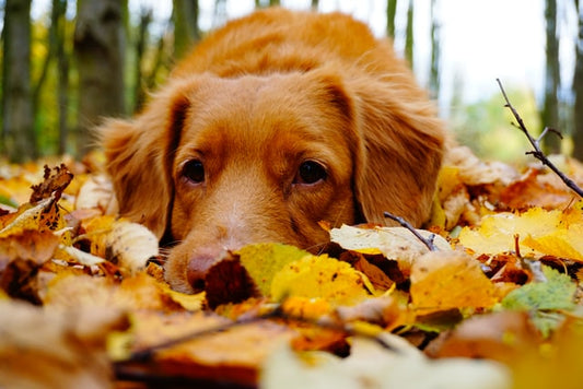 The Ultimate Cosy Autumn Guide: 5 Ways to Keep Your Pet Happy (and Your Home Clean) in the UK
